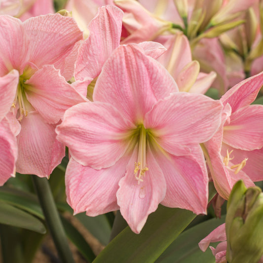 Amaryllis 'Sweet Star'®