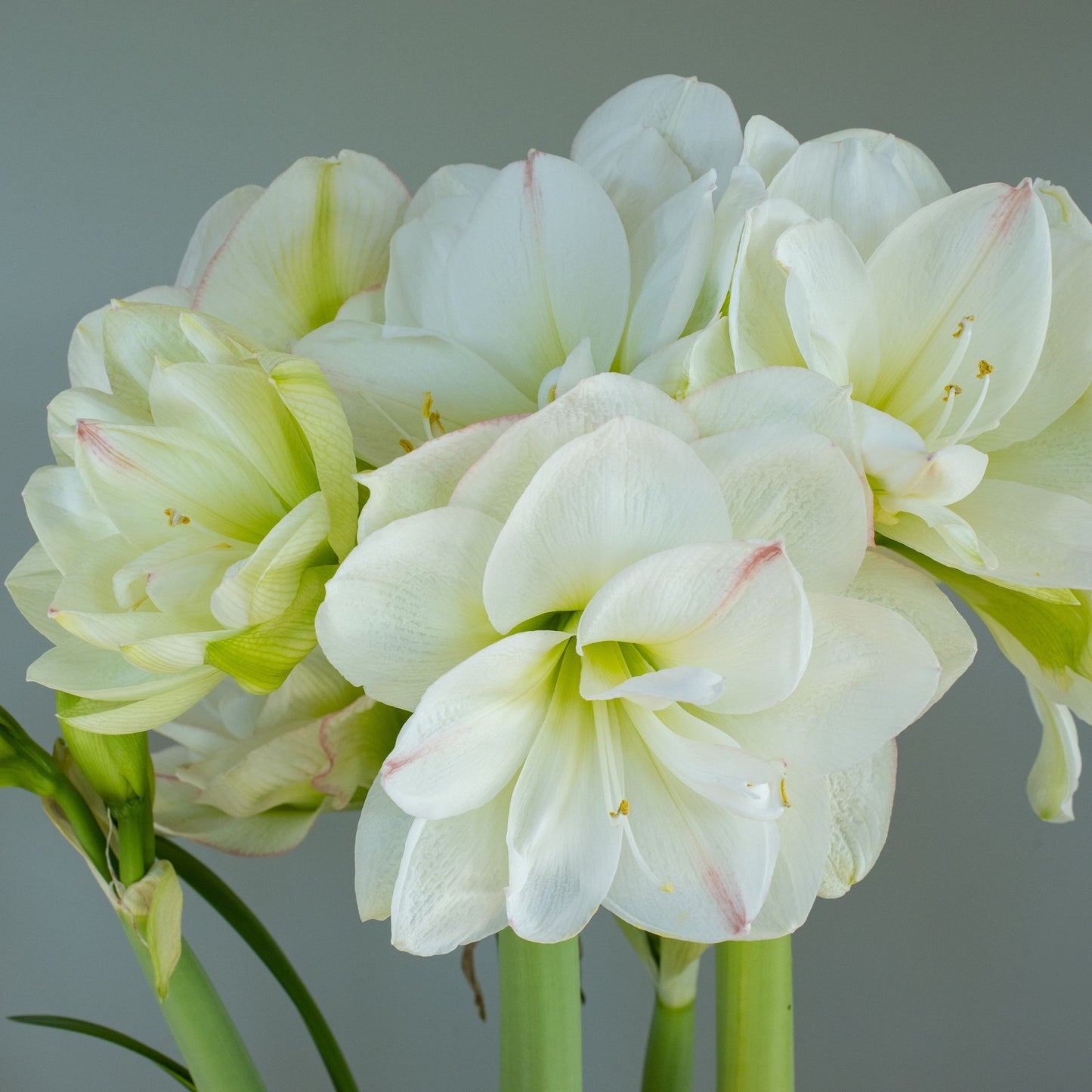 Amaryllis 'White Amadeus'®
