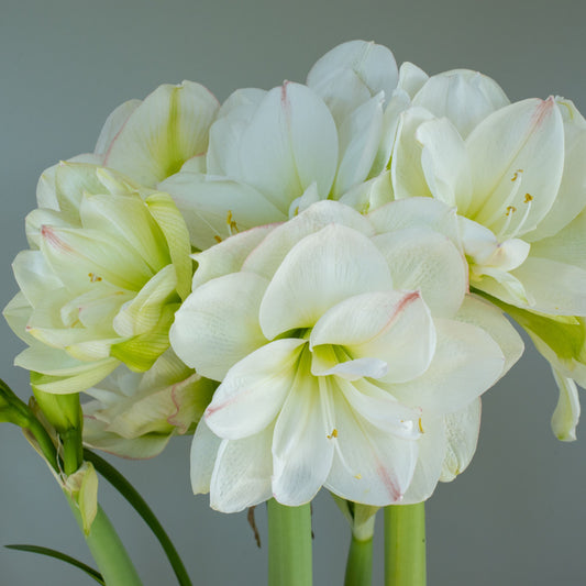 Amaryllis 'White Amadeus'®