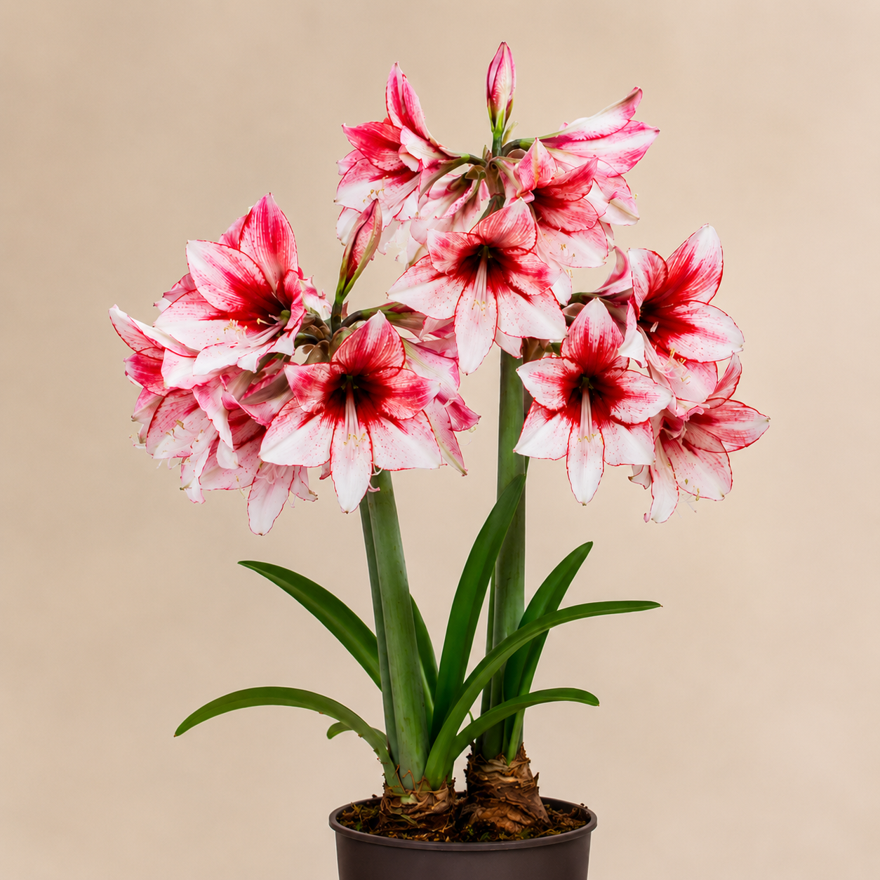 Amaryllis 'Charisma'®