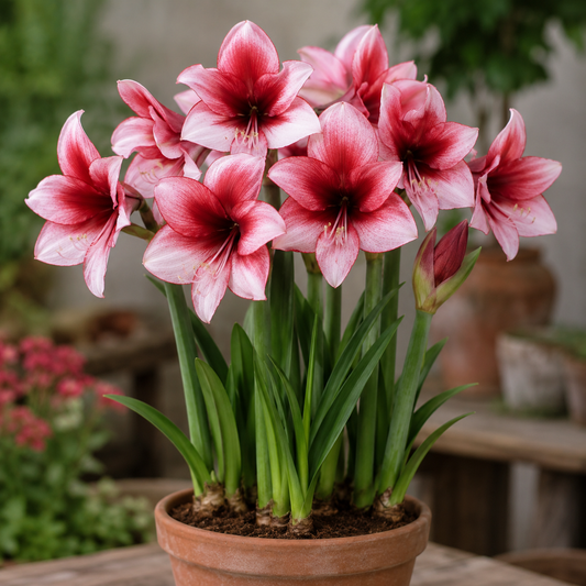 Amaryllis 'Charisma'®