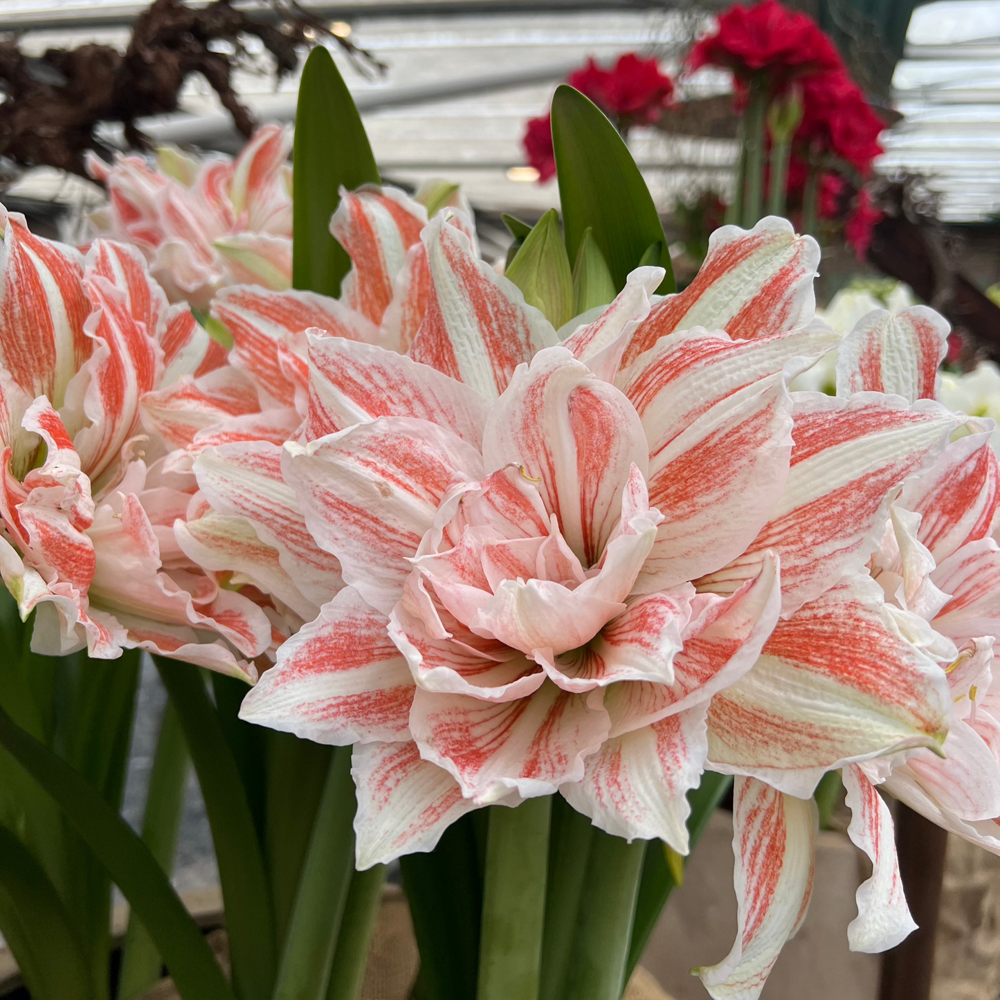 Amaryllis 'Dancing Queen'