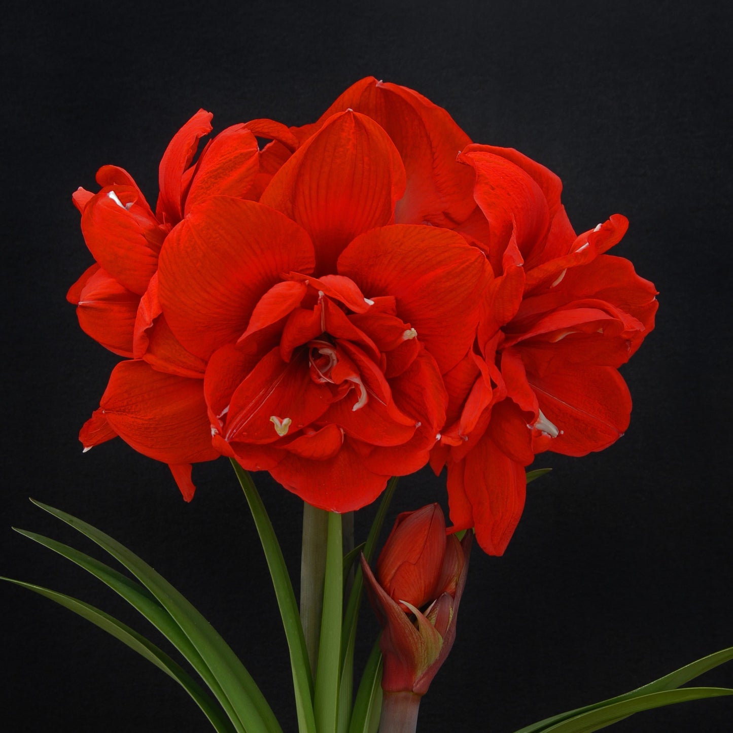 Amaryllis 'Double King'