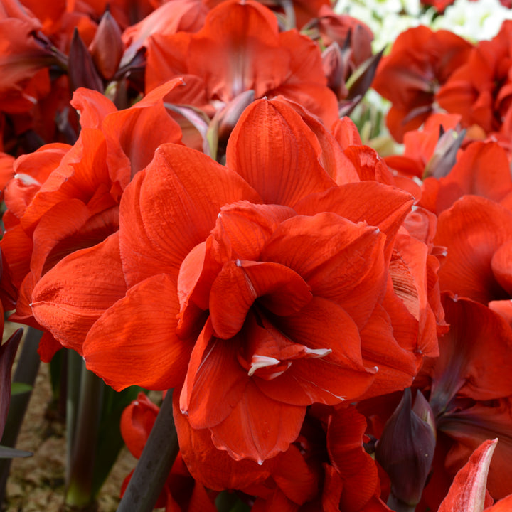 Amaryllis &
