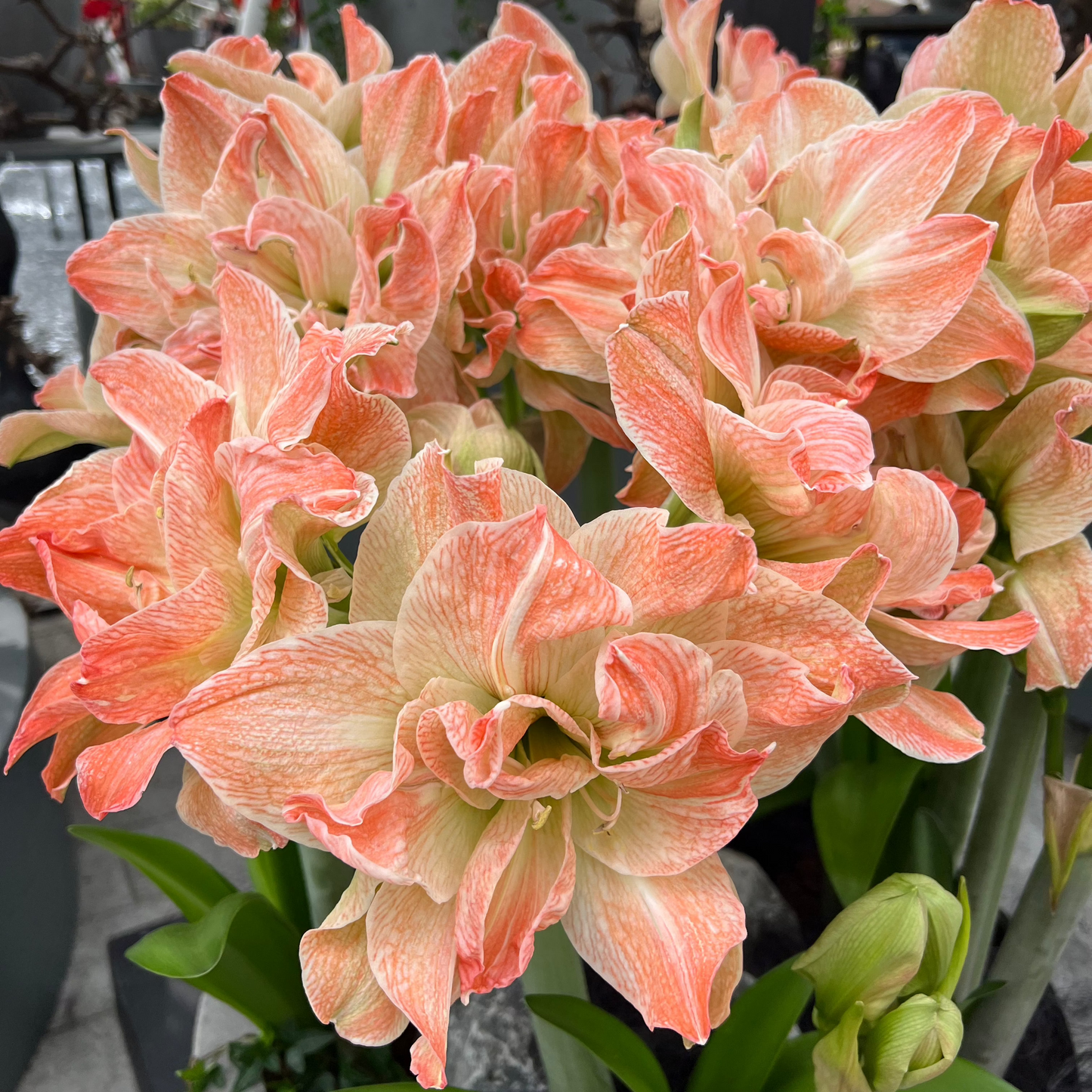 Amaryllis 'Exotic Nymph'