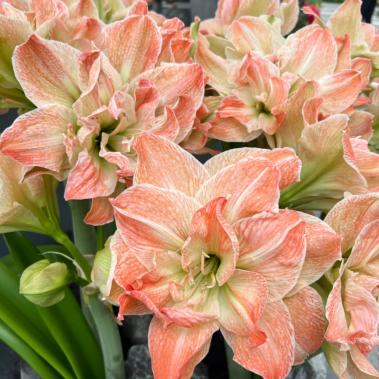 Amaryllis 'Exotic Nymph'