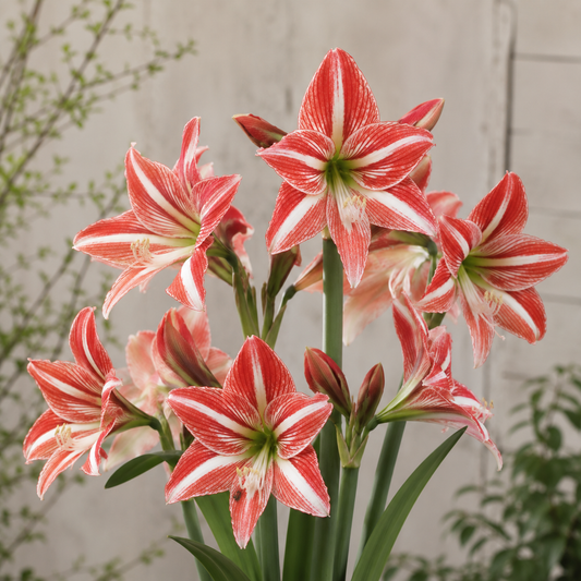 Amaryllis 'Fairytale'®