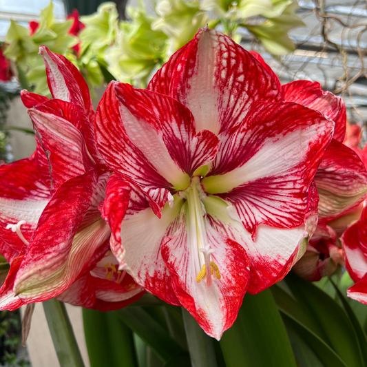 Amaryllis 'Minerva'