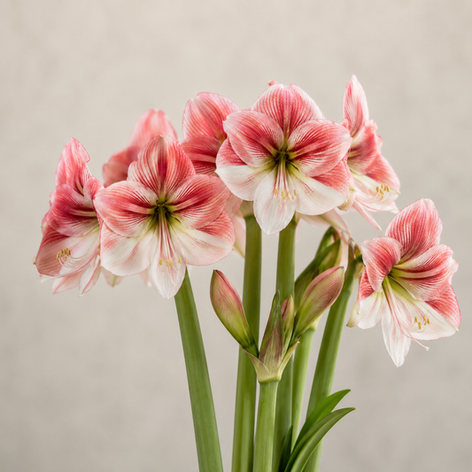 Amaryllis 'Provence'®