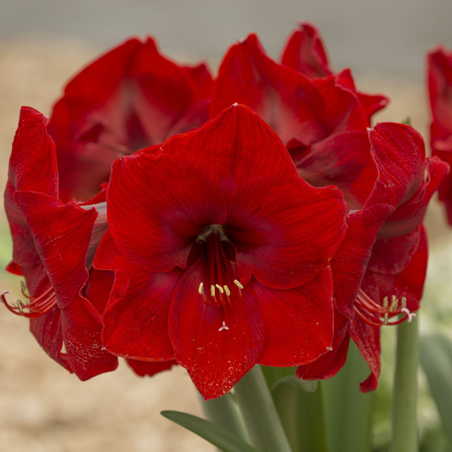 Amaryllis 'Red Lion'
