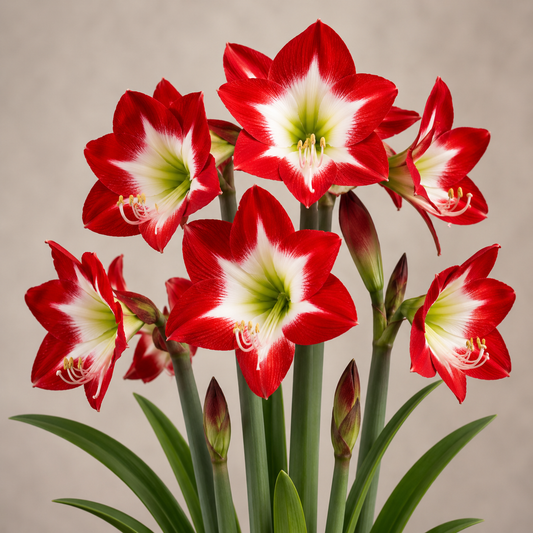 Amaryllis 'Tres Chic'®