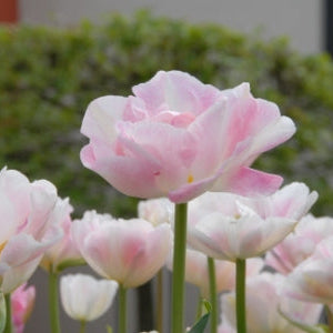 Tulpan Angelique "Sena" 7st