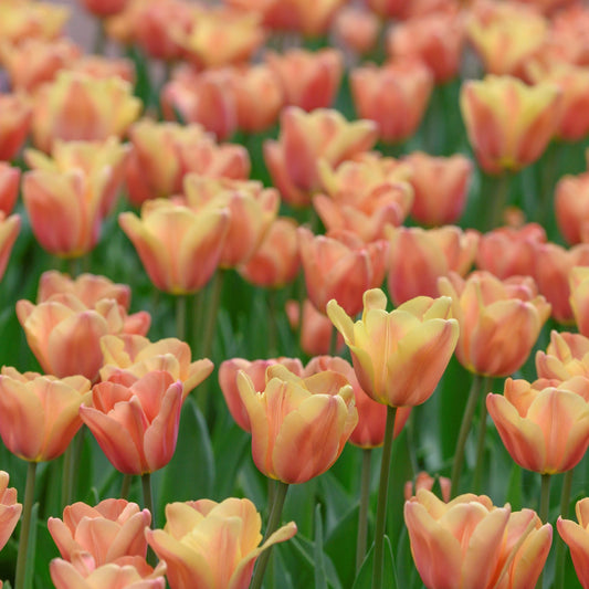 Tulpan Apricot Foxx "maj" 7st
