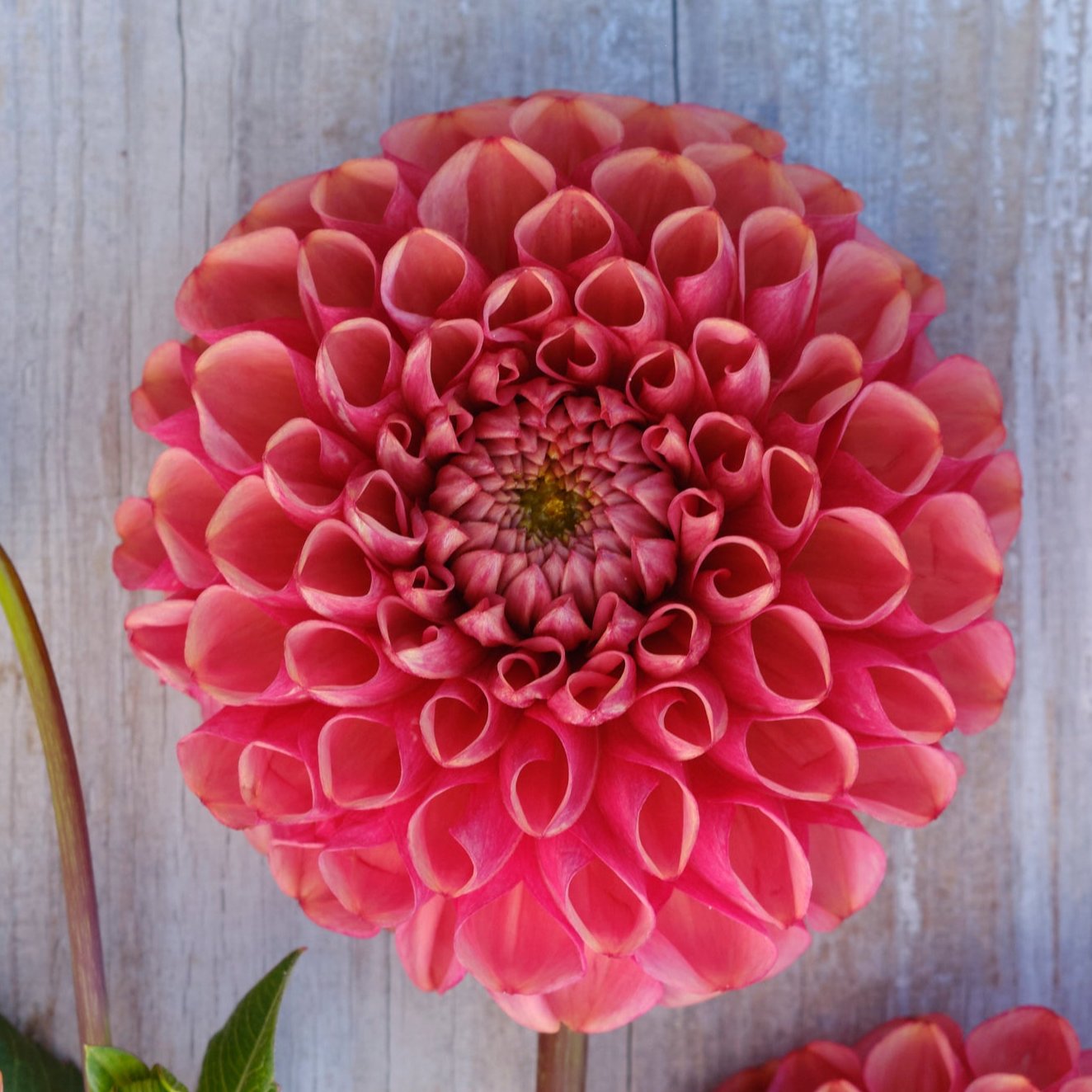 Dahlia Ariston Nyhet!