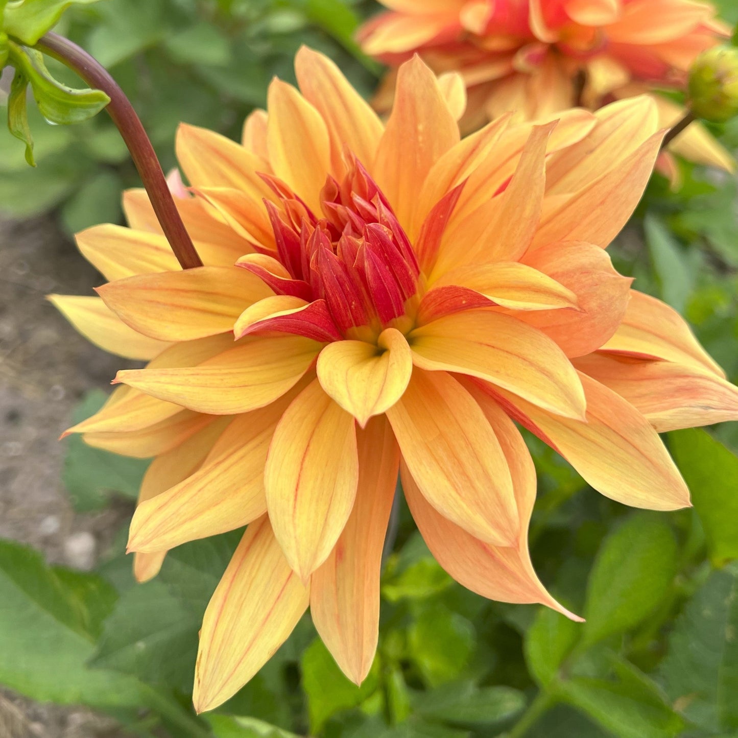 Dahlia Autumn Fairy Nyhet!