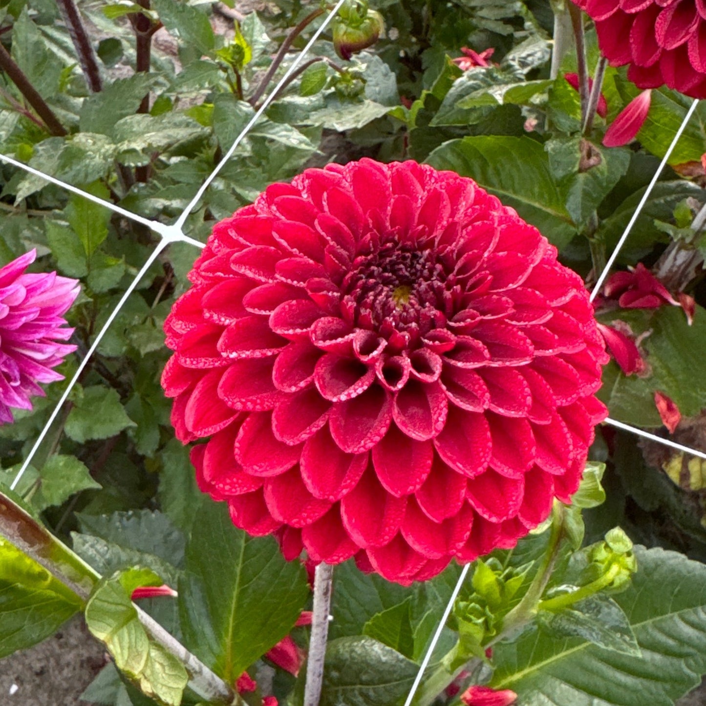 Dahlia Bizon Red Nyhet!