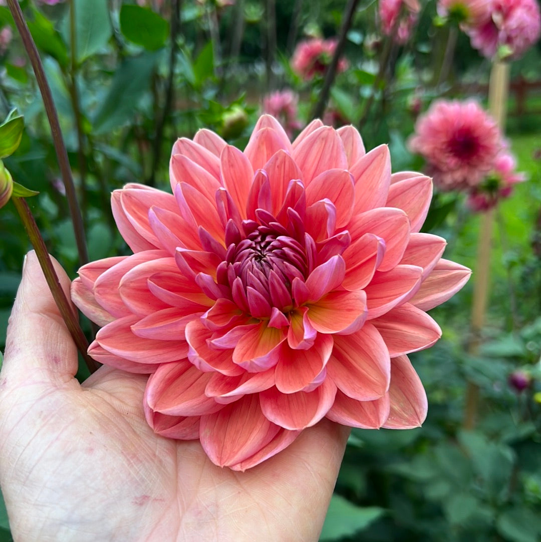 Dahlia Dutch Pearl