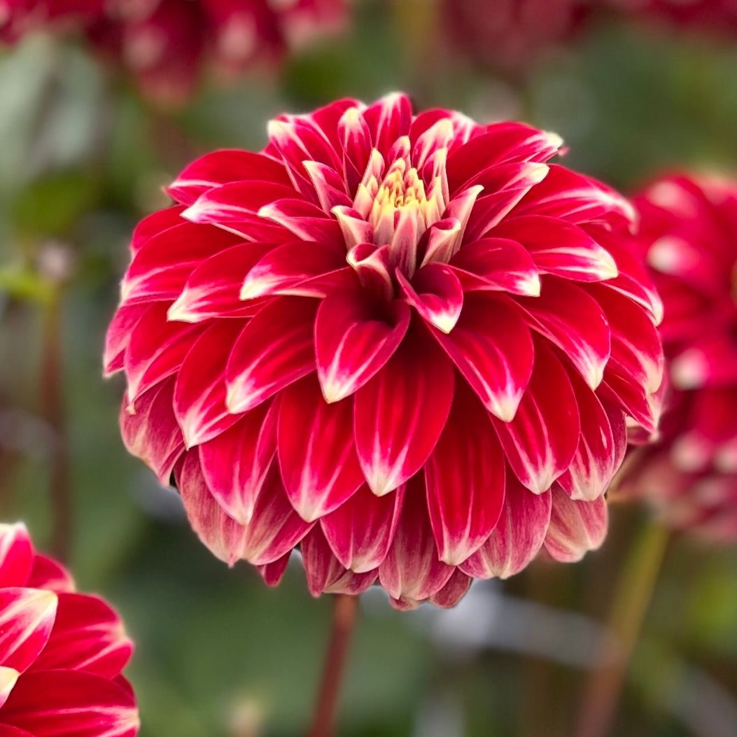 Dahlia Red Rock Nyhet!