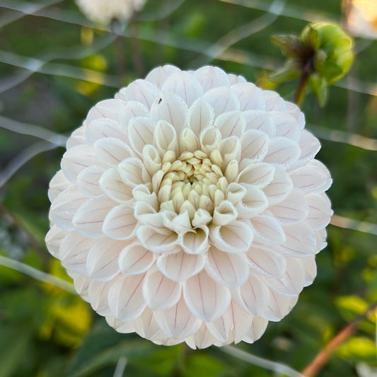 Dahlia Bazuin Snow Owl Utgår