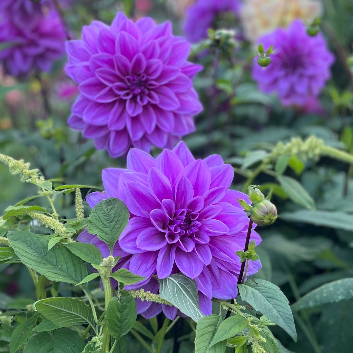 Dahlia Lilac time