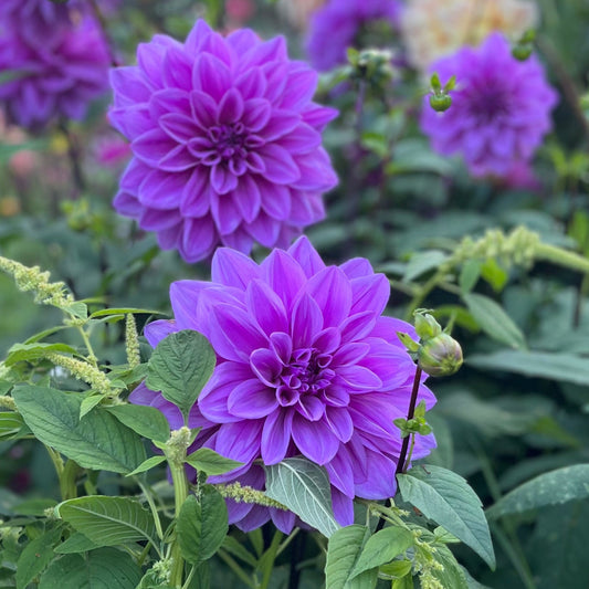 Dahlia Lilac time