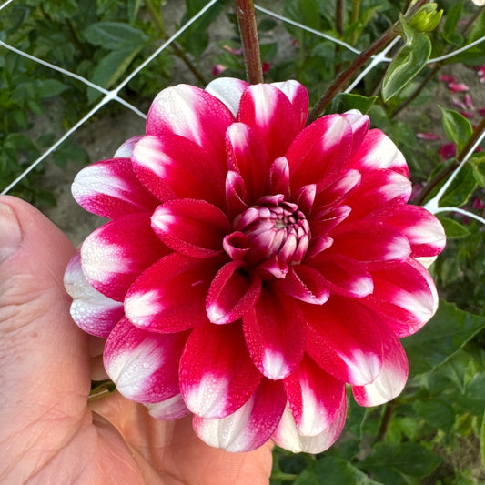 Dahlia Florentina Nyhet!