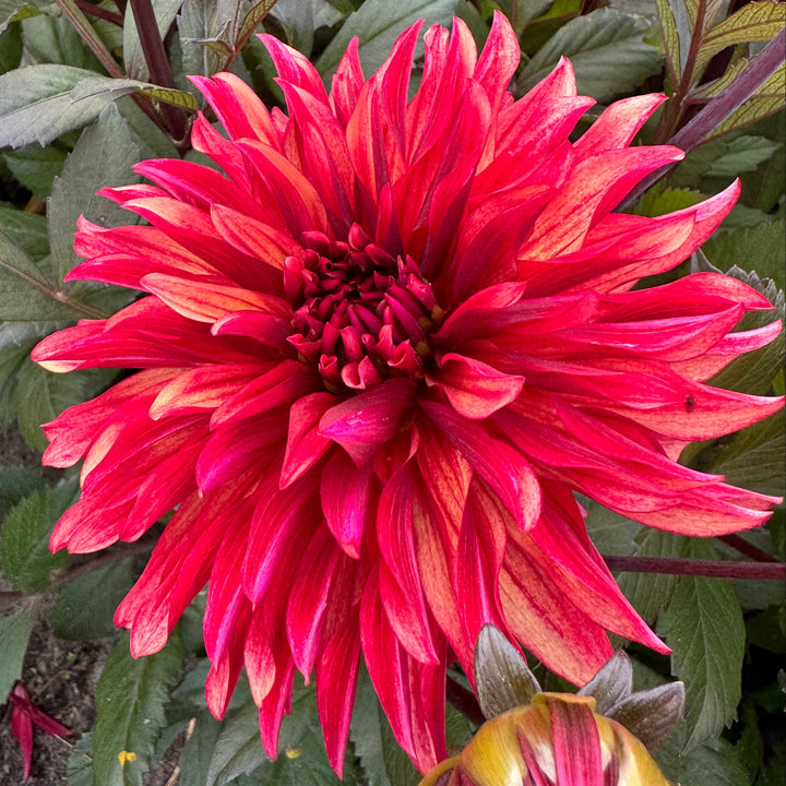 Dahlia Inferno