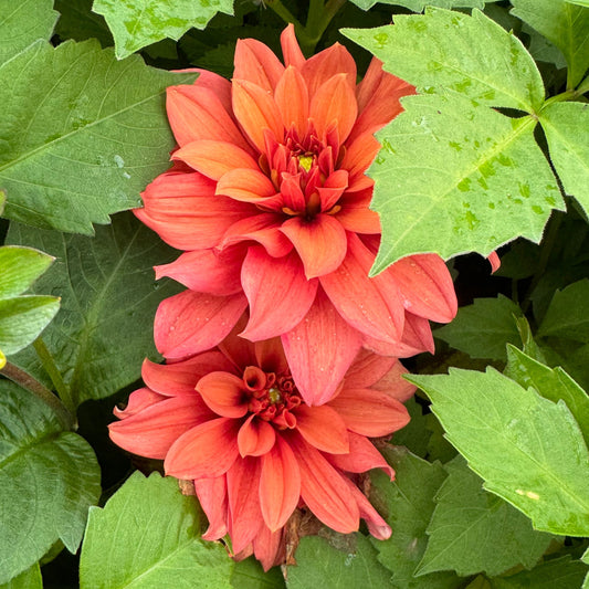 Dahlia Mr Pots (LB-109)