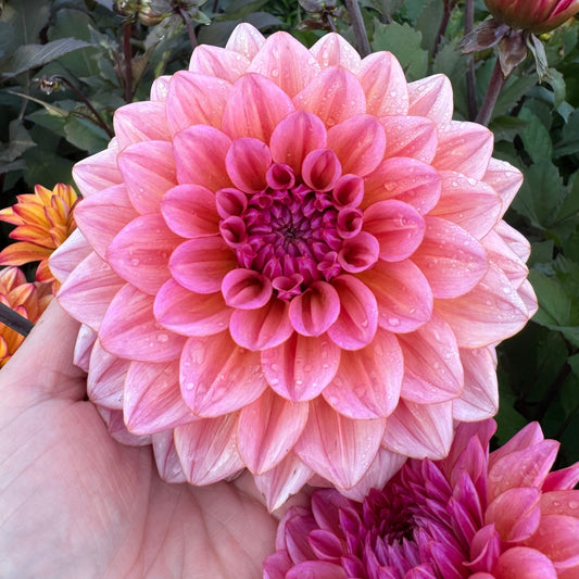 Dahlia Believe in me LB-019