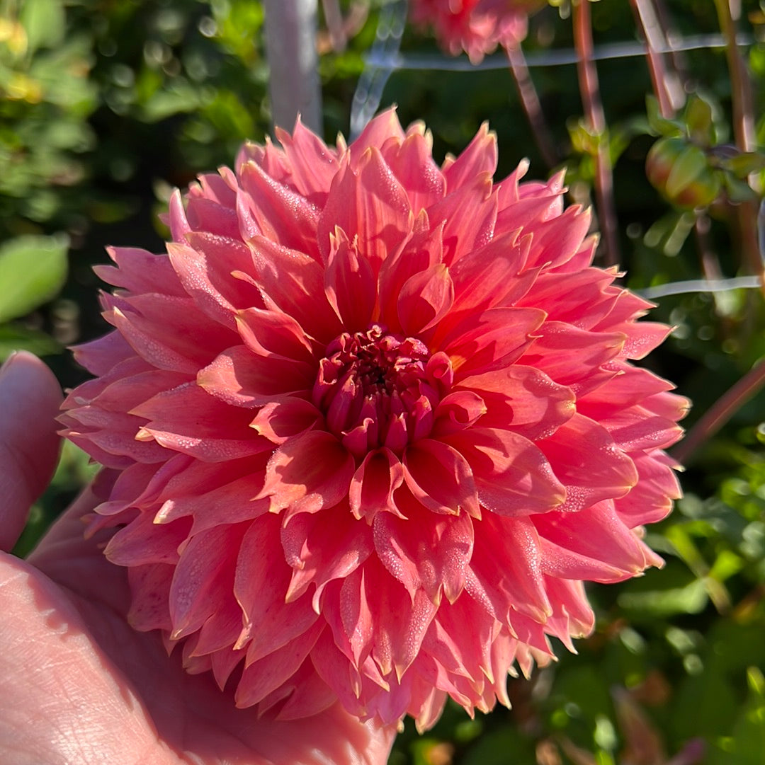 Dahlia Orange Fubuki