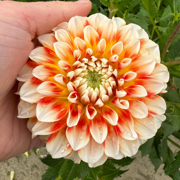 Dahlia Jowey Fantasy