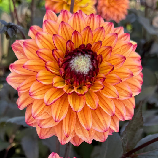 Dahlia Jacobina LB-018