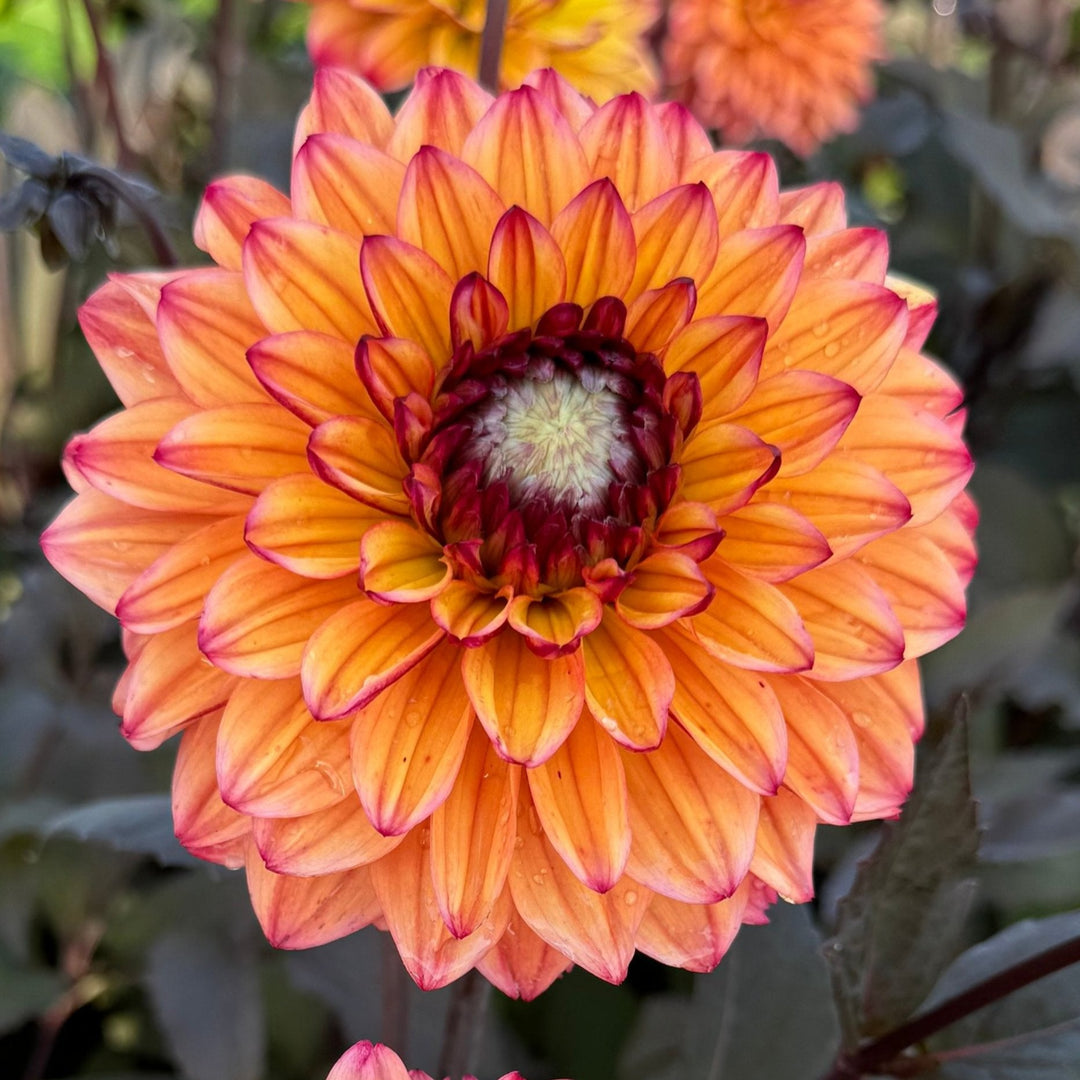Dahlia Jacobina