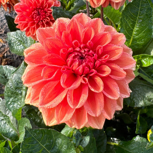 Dahlia Orange Nugget Nyhet