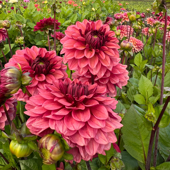 Dahlia Night Whisper
