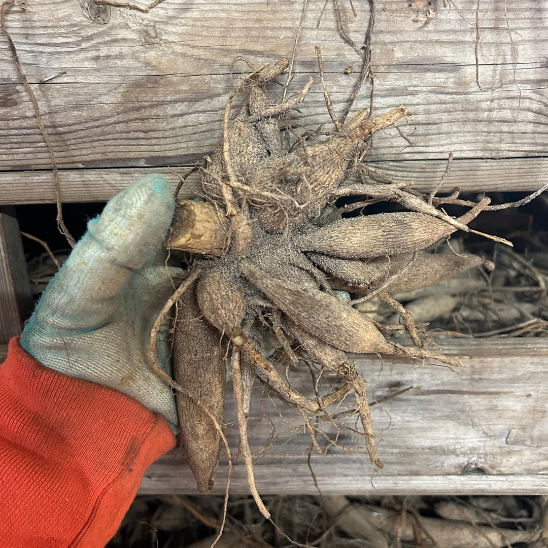 Dahlia Opportunity