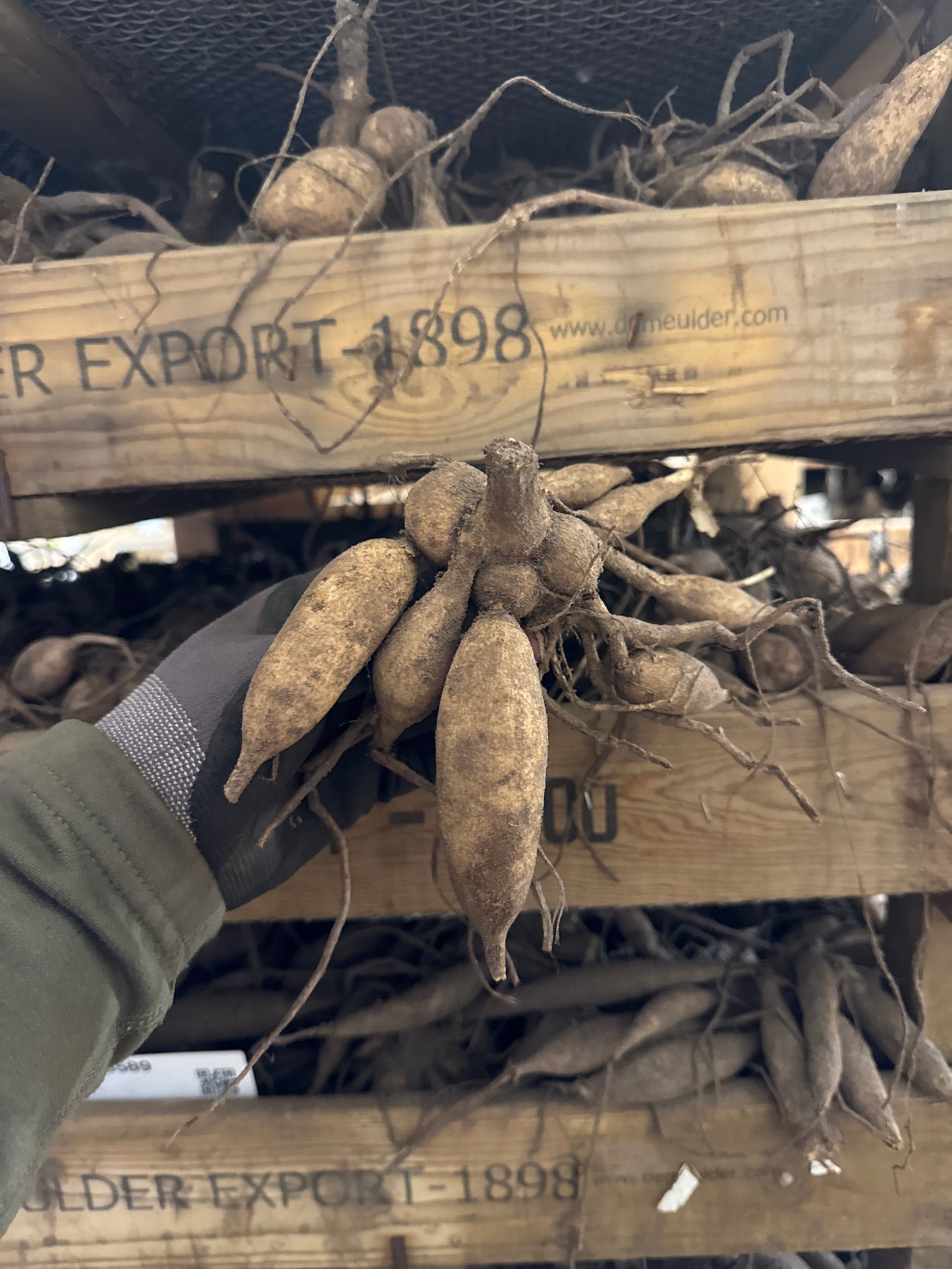 Dahlia Glossy Olivia (Annika) Nyhet!