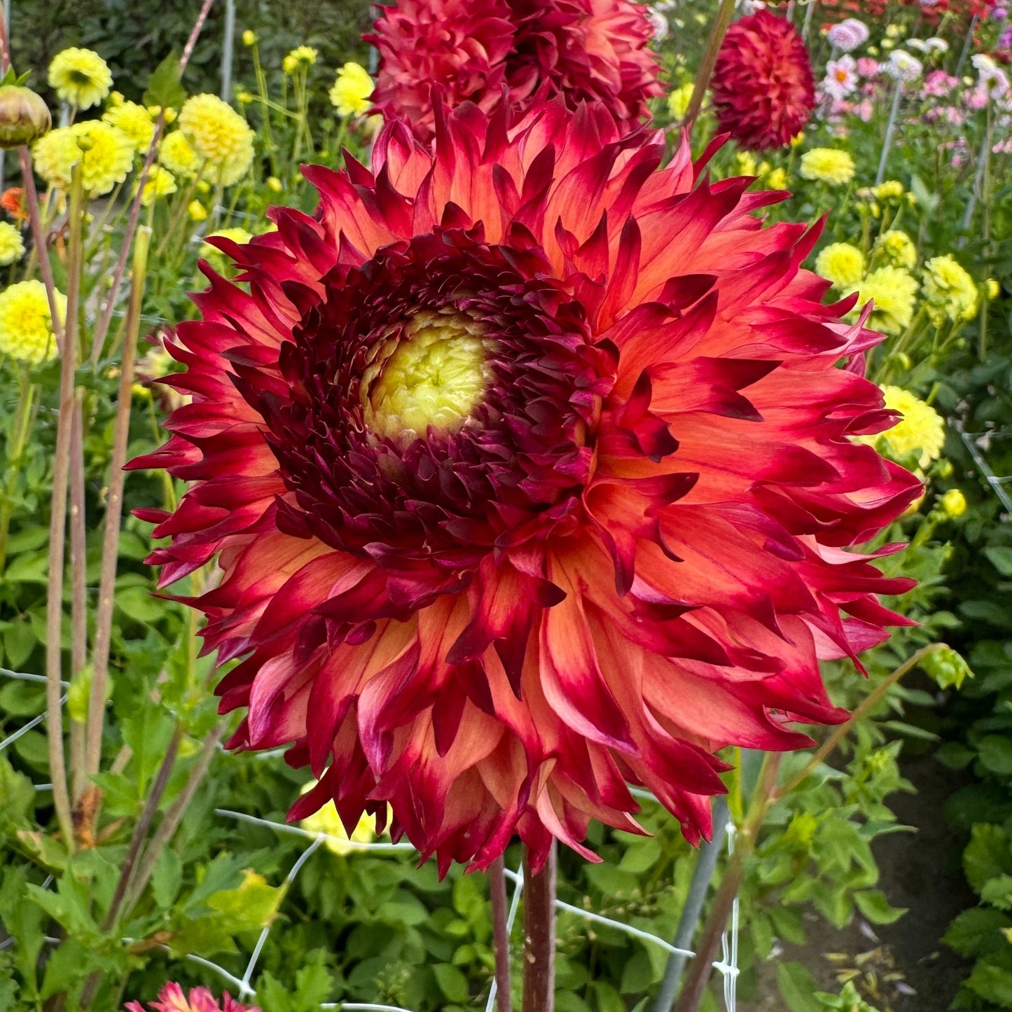 Dahlia Aiyana