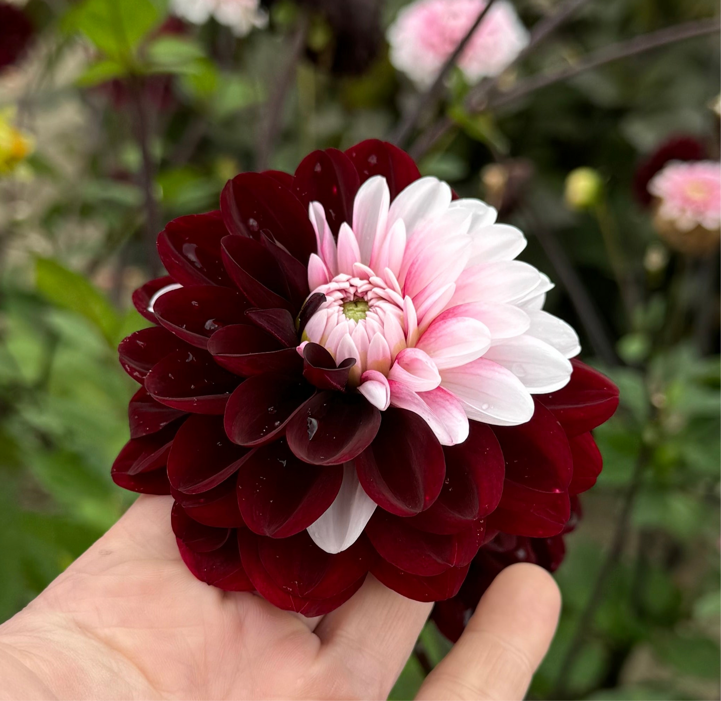 Dahlia Daria in Love Nyhet!