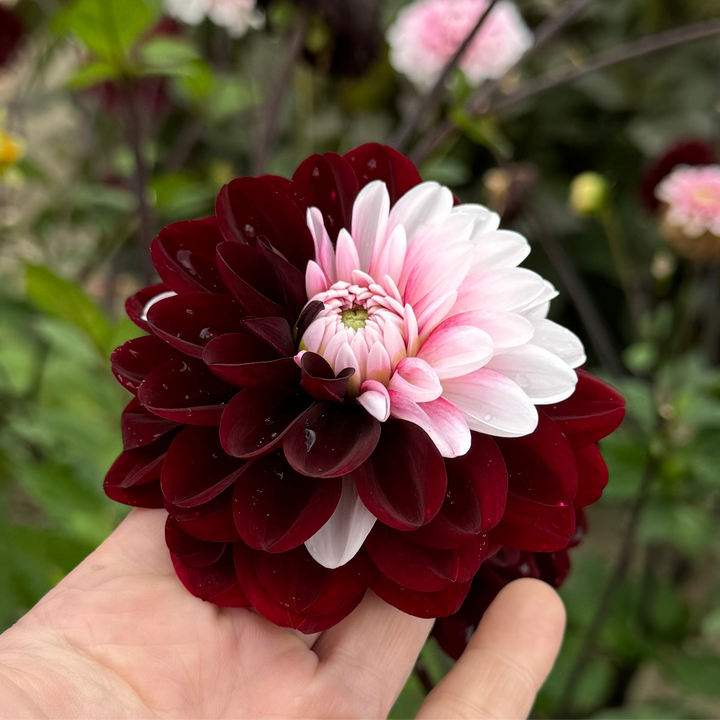 Dahlia Daria in Love