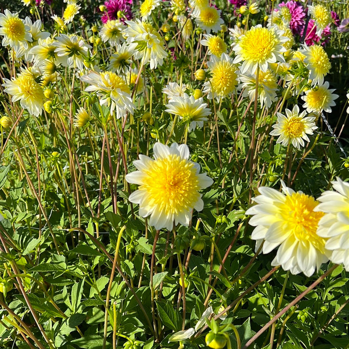Dahlia Freyas Paso Doble