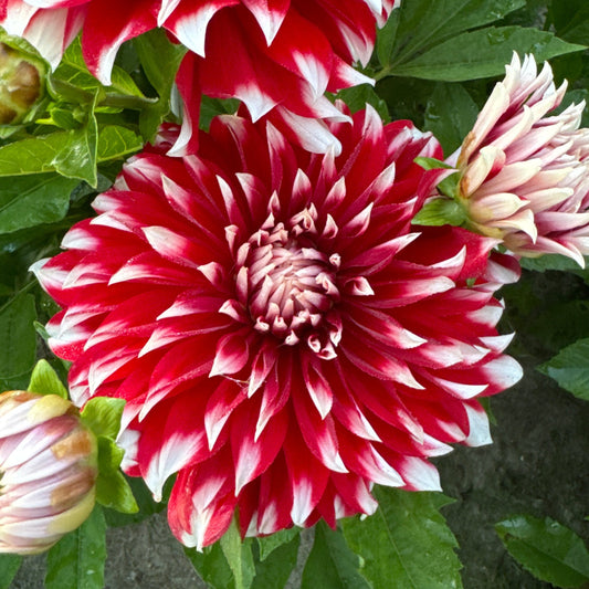 Dahlia Davos Nyhet!