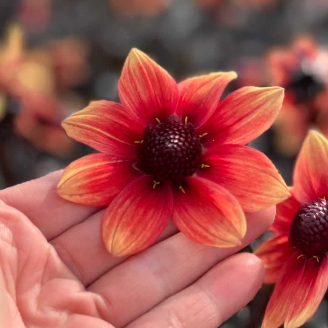Dahlia Dragon Ball®