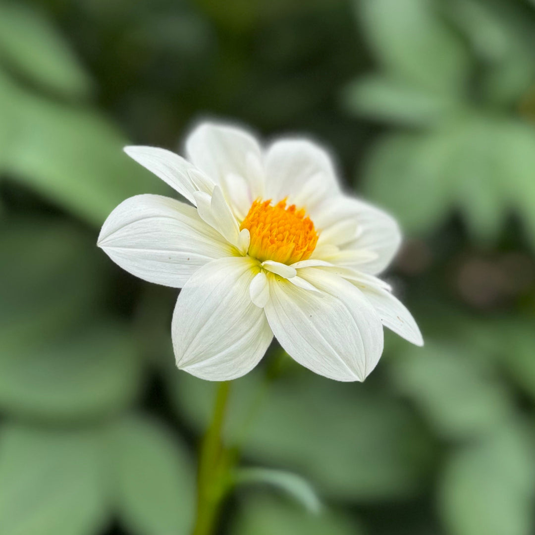 Dahlia Impression Flamenco