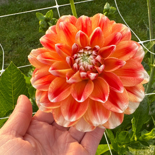 Dahlia Hapet Harmony Nyhet!