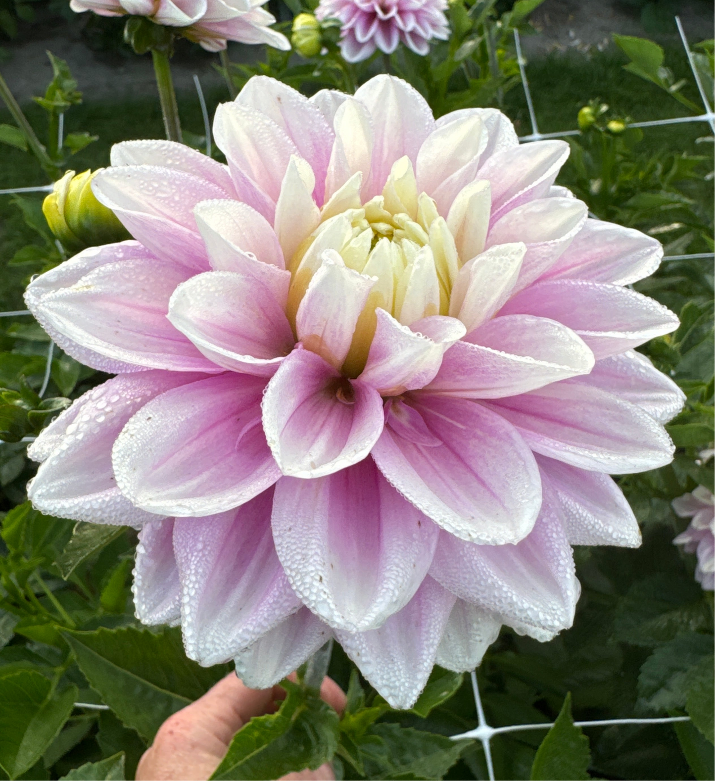 Dahlia Sweet Lucille