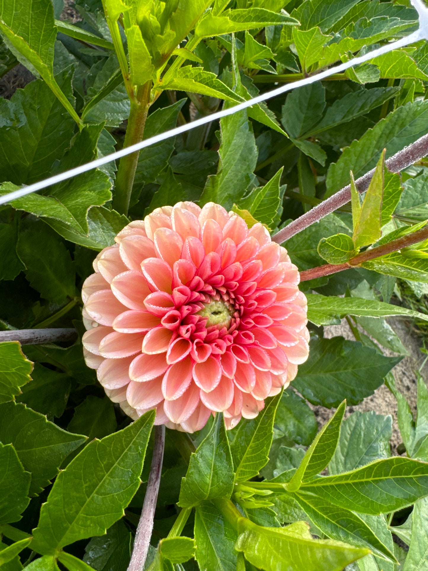 Dahlia Bazuin Salmon Orange