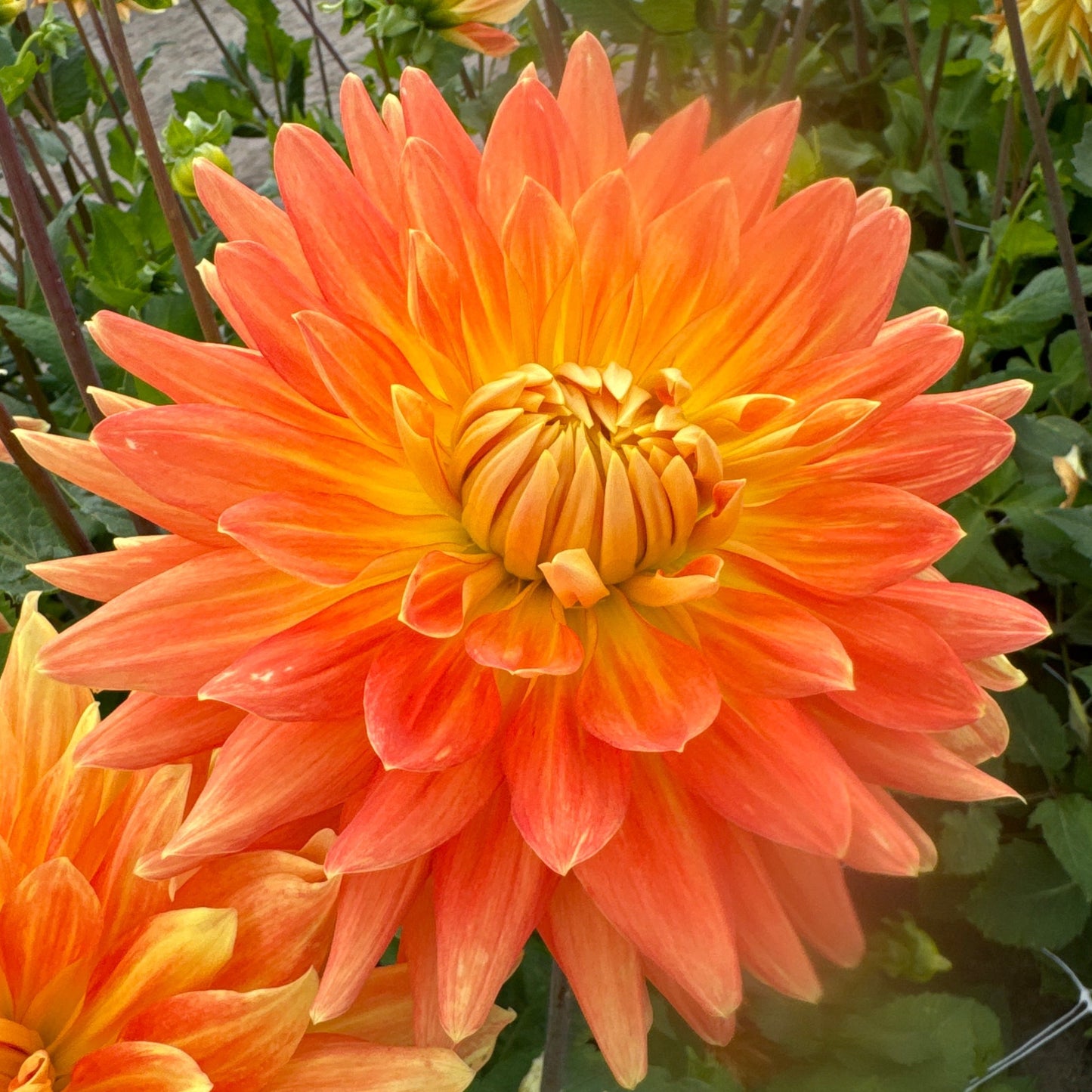 Dahlia Motto Nyhet!