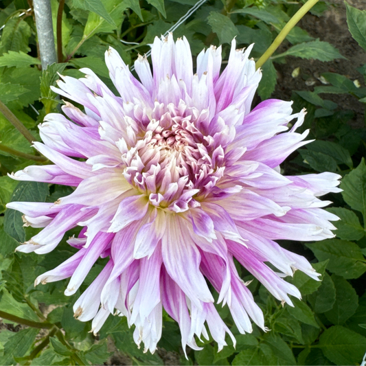 Dahlia Table Dancer Nyhet!