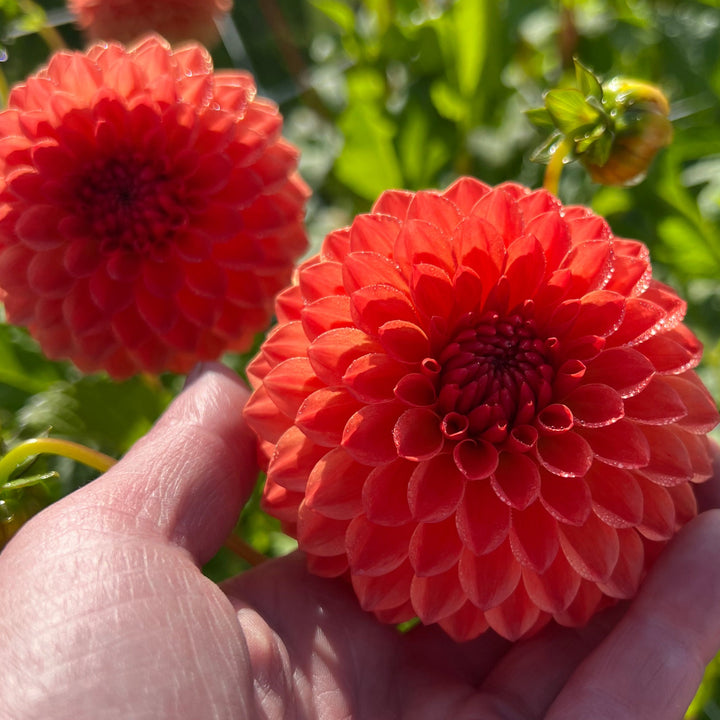 Dahlia Safe Shot